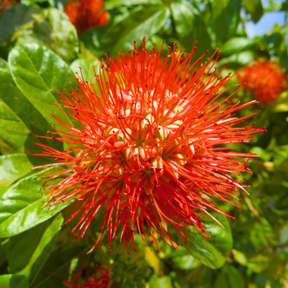 Thailand Powderpuff (Combretum constrictum) Rare Flowering Live Plant