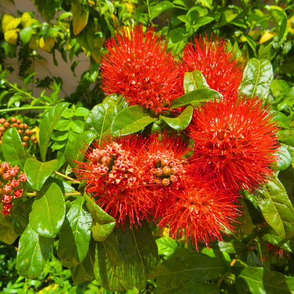 Thailand Powderpuff (Combretum constrictum) Rare Flowering Live Plant