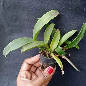 Cattleya Varut Star Track X Thiti (Seedling)
