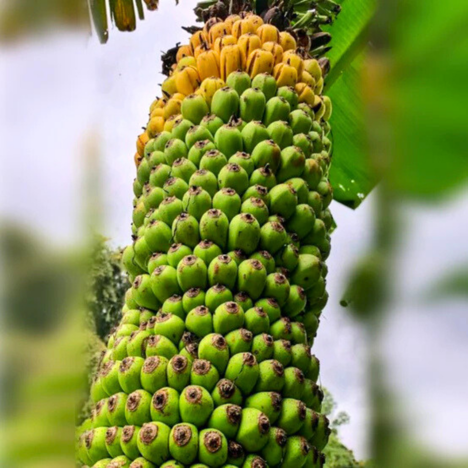 Thousand Fingers Bananas (Musa Pisang Seribu) Rare Fruit Live Plant