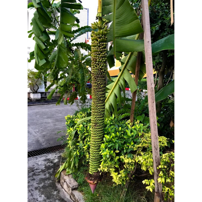 Thousand Fingers Bananas (Musa Pisang Seribu) Rare Fruit Live Plant