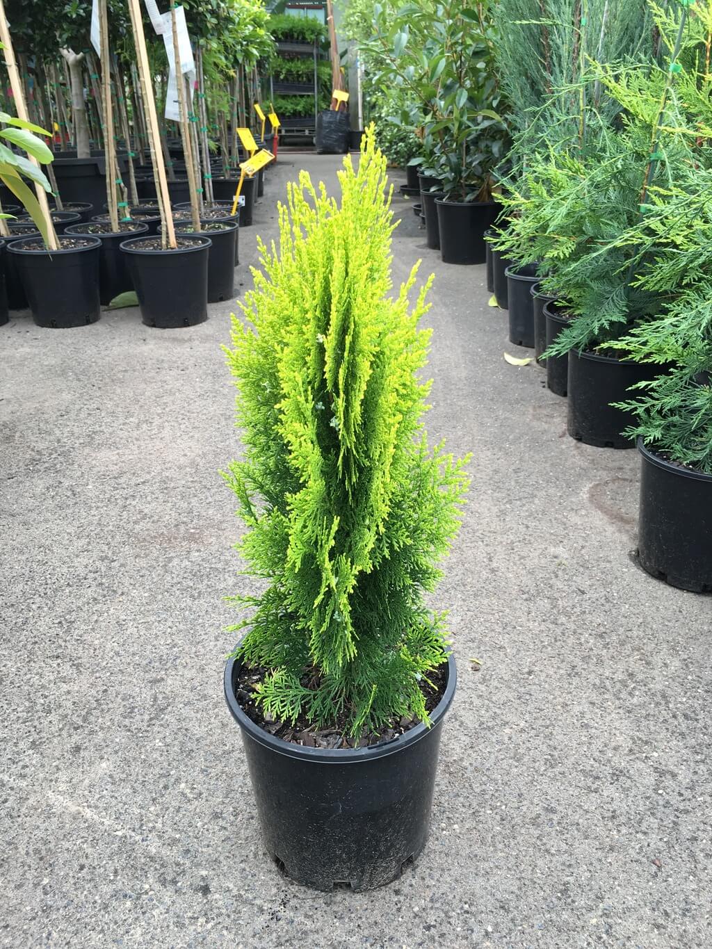 White-Cedar (Thuja occidentalis) Ornamental Live Plant