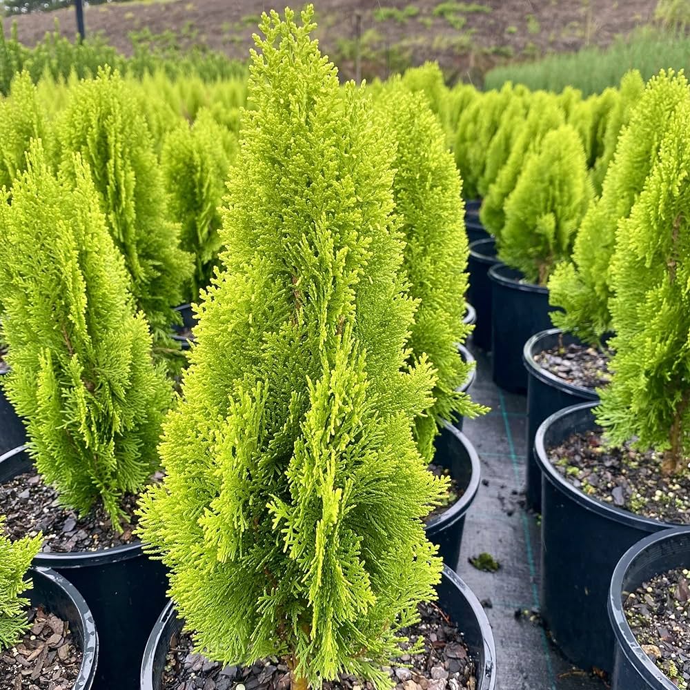 White-Cedar (Thuja occidentalis) Ornamental Live Plant