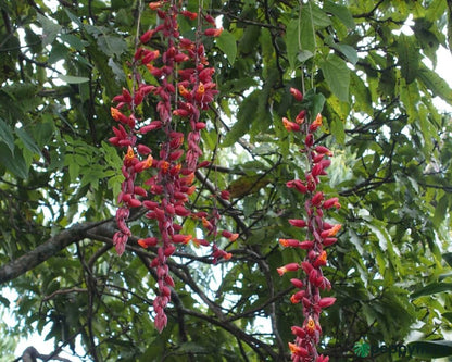 Scarlet Clock Vine (Thunbergia cocinea) Rare All Time Flowering Live Plant