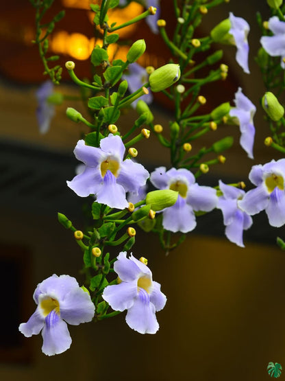 Blue Trumpet Vine (Thunbergia grandiflora) All Time Flowering Live Plant