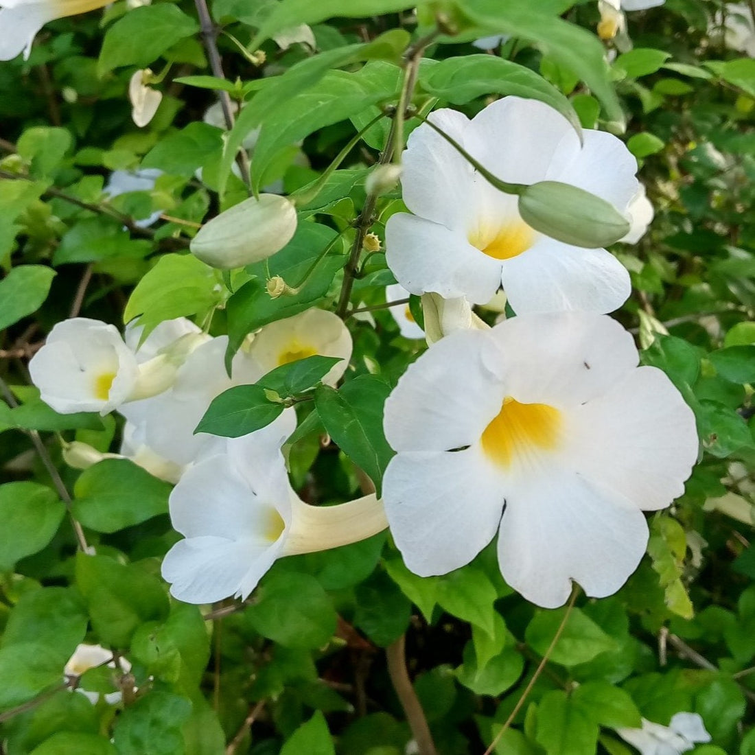 Thunbergia Erecta White All Time Flowering Live Plant