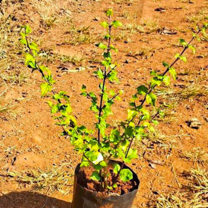 Thunbergia Erecta Blue (Bush Clock Vine) All Time Flowering Live Plant