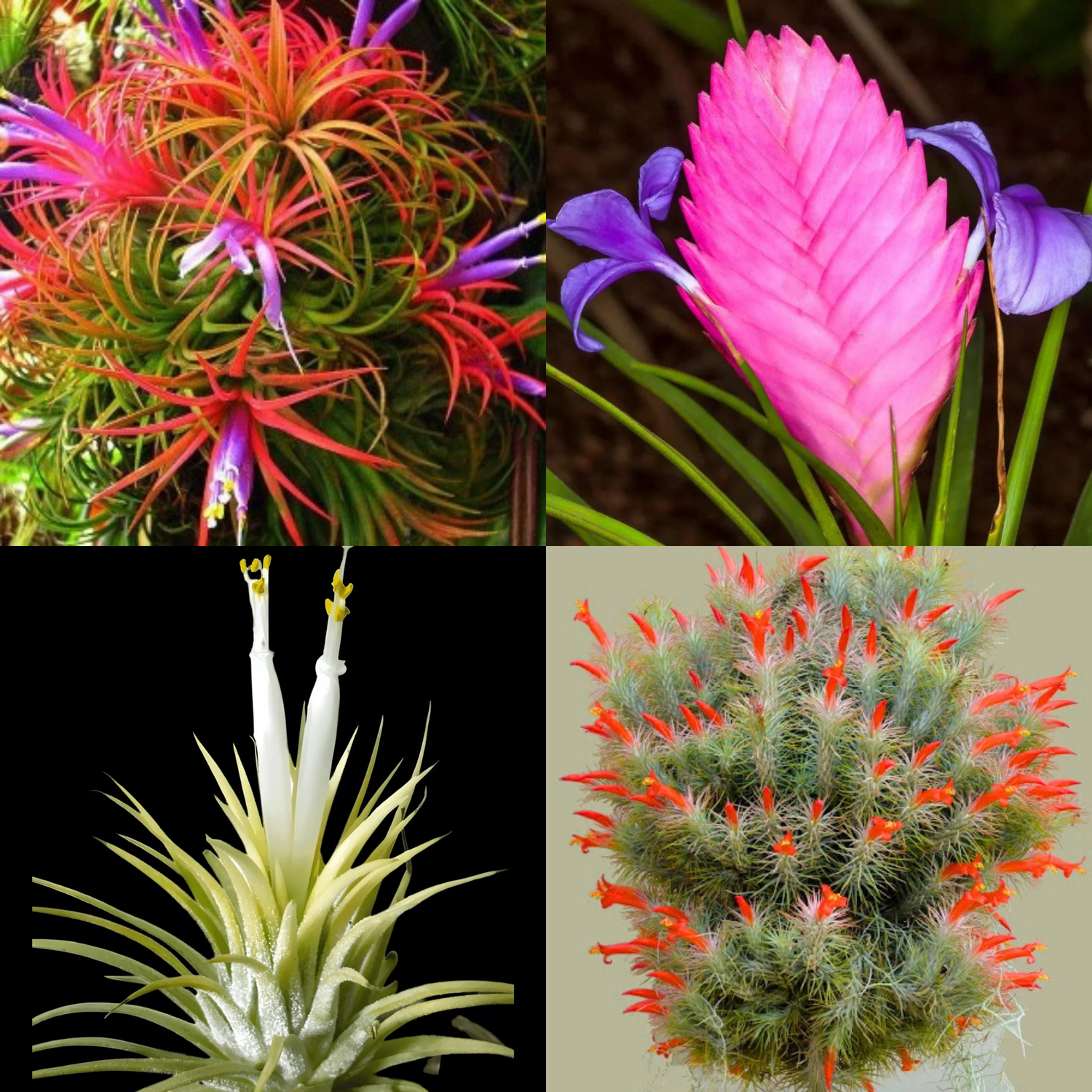 Tillandsia Air Plant Combo