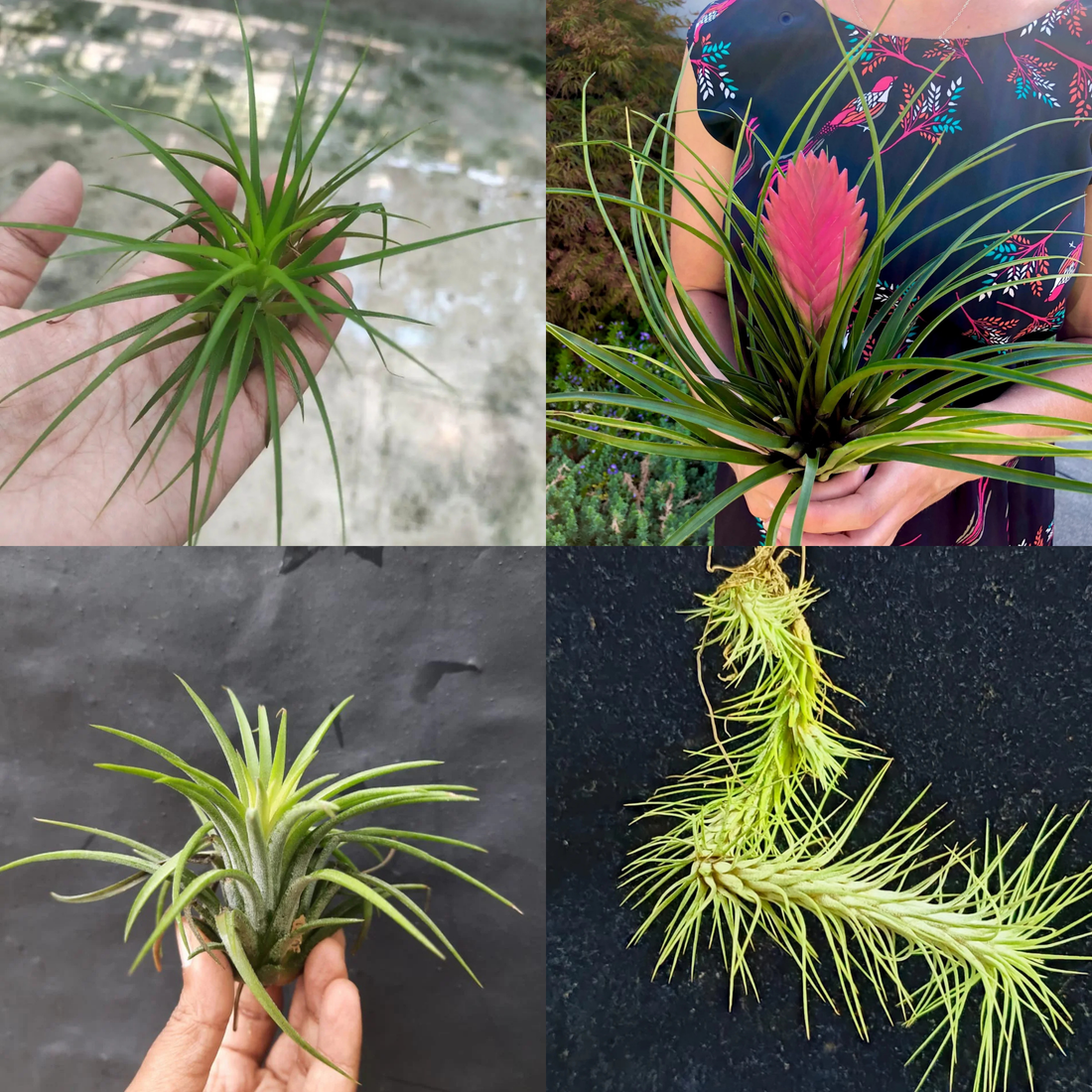 Tillandsia Air Plant Combo