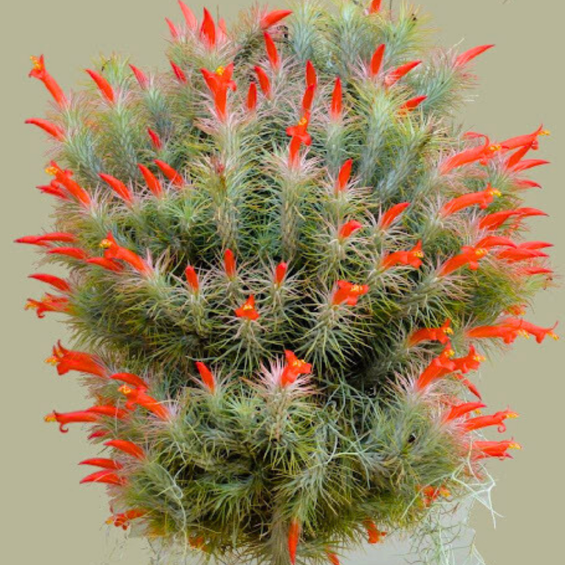 Tillandsia Funckiana (Air Plant)