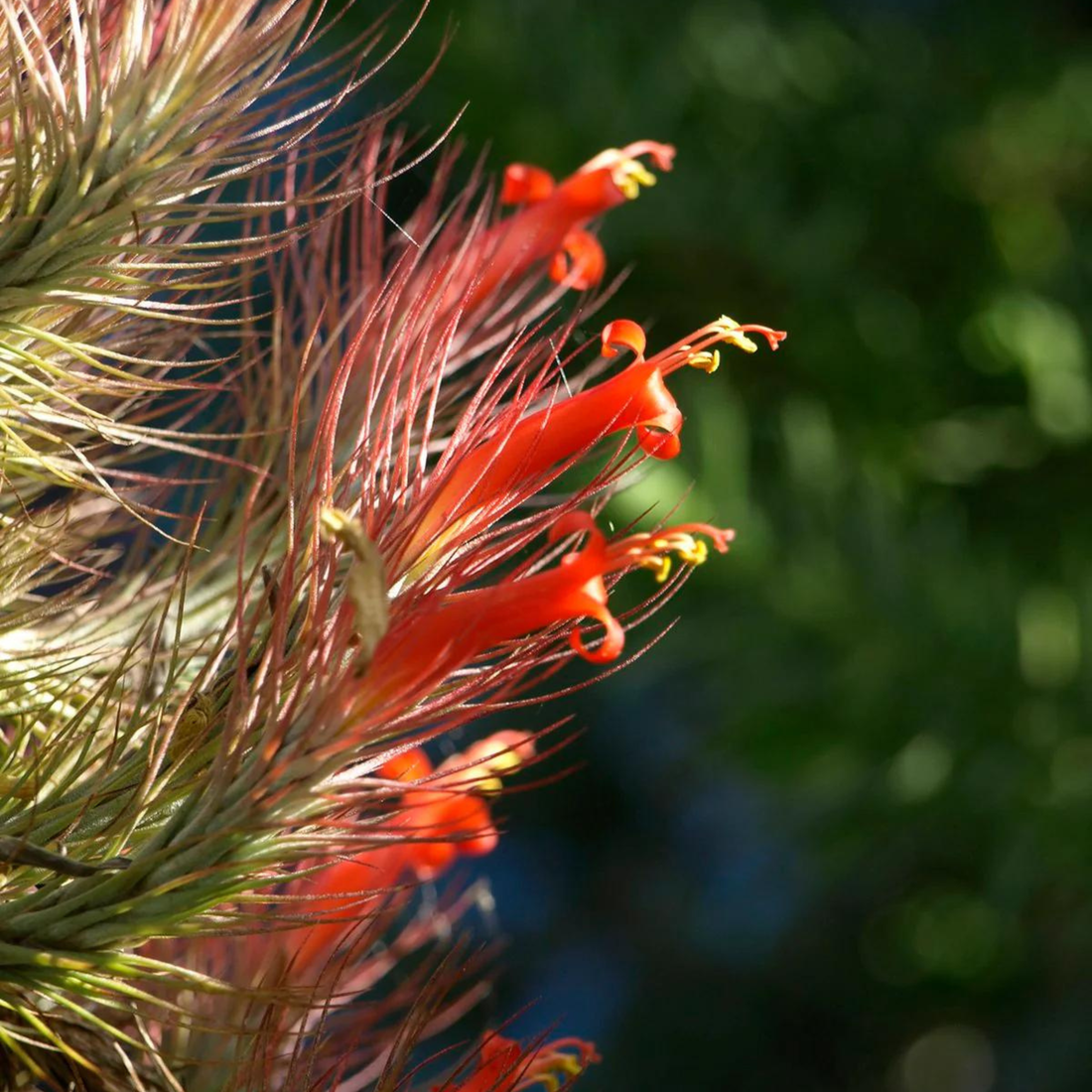 Tillandsia Funckiana (Air Plant)