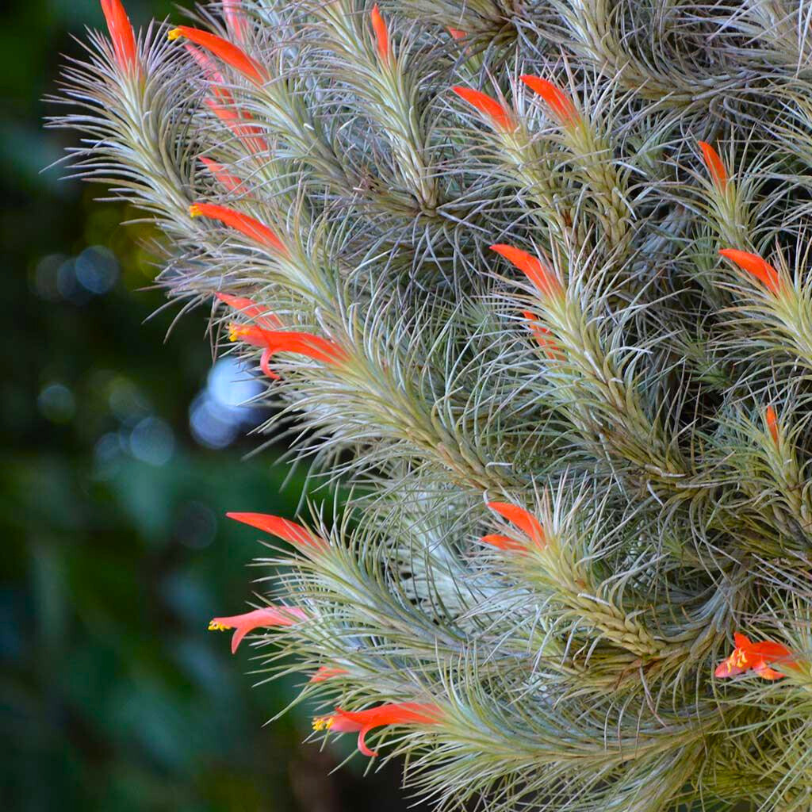 Tillandsia Funckiana (Air Plant)