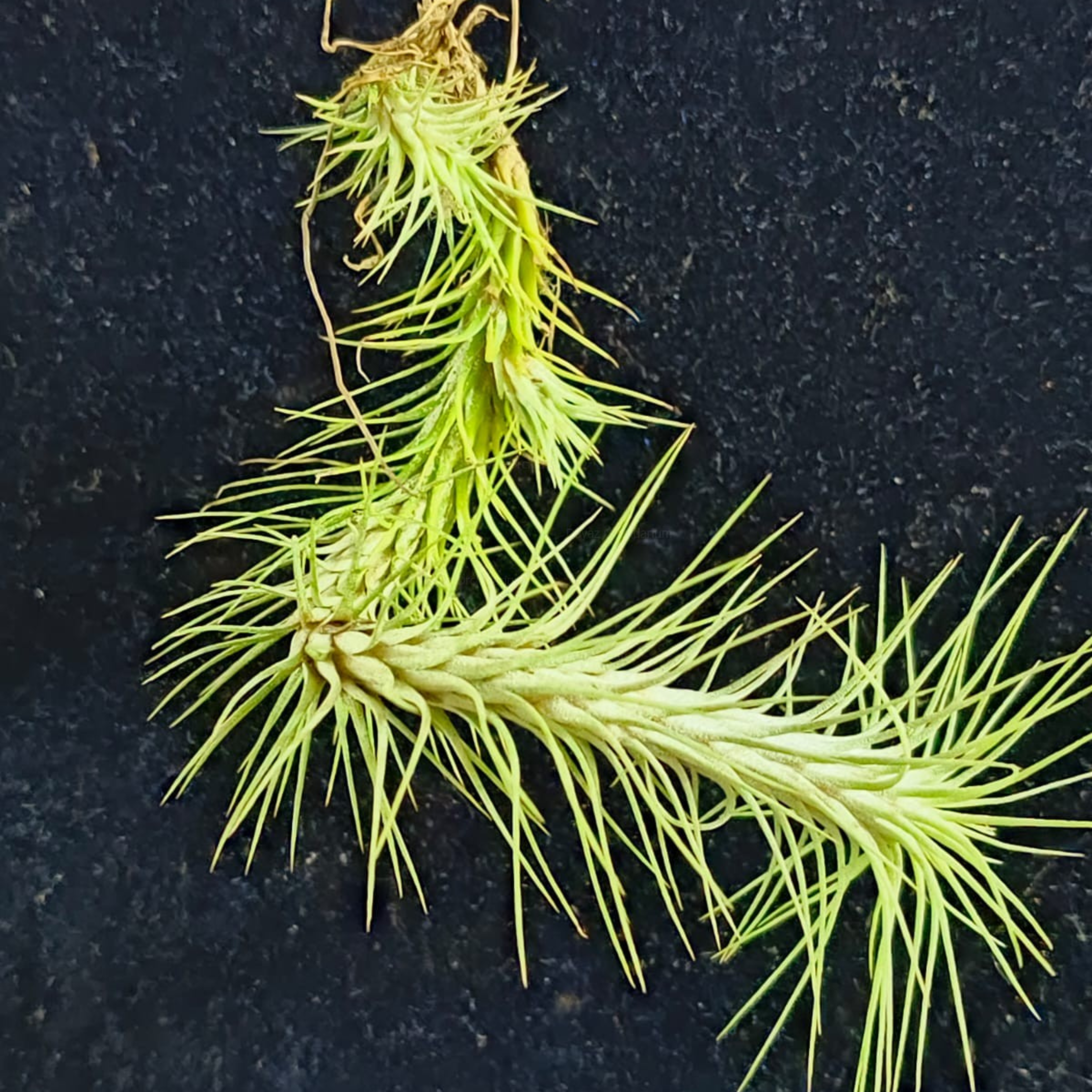 Tillandsia Funckiana (Air Plant)