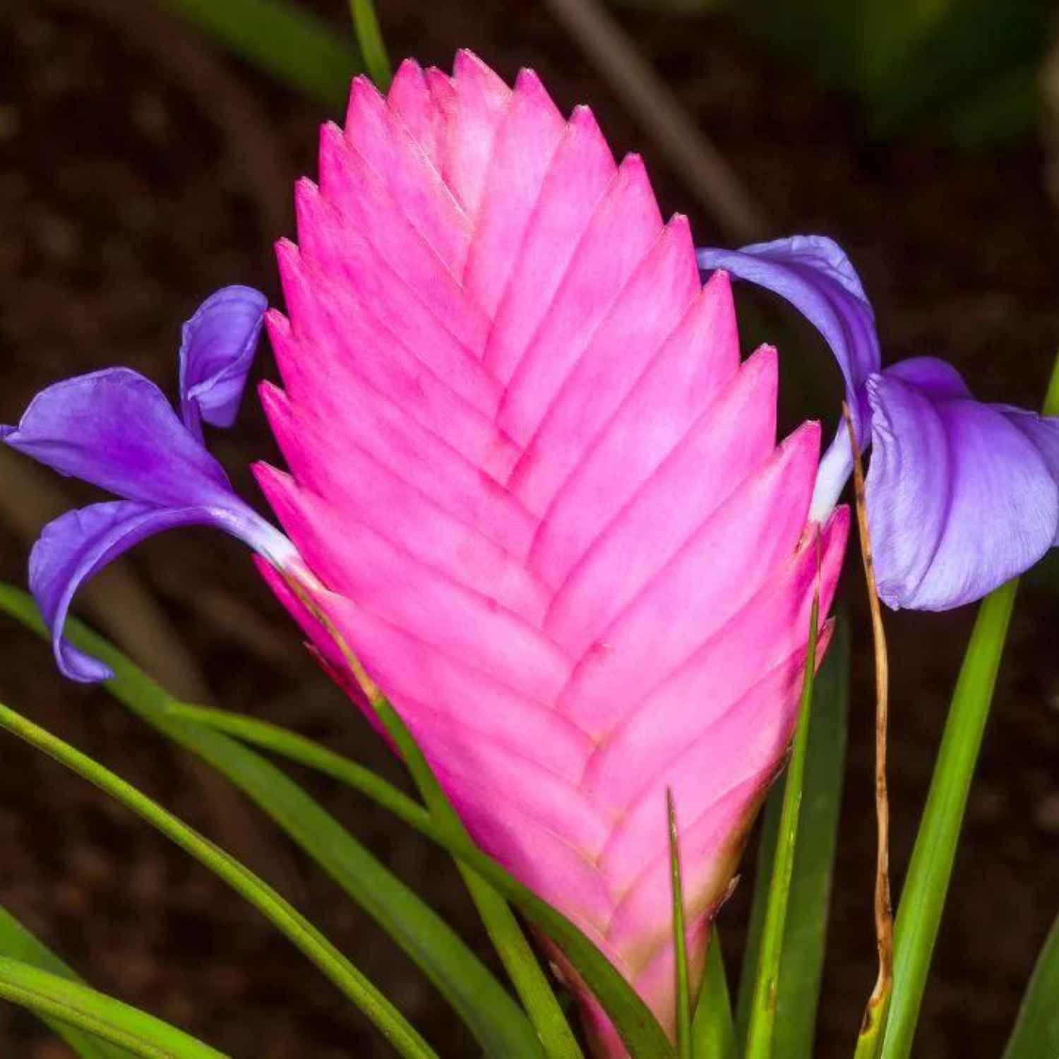 Tillandsia Pink Quill (Wallisia Cyanea) Live Plant