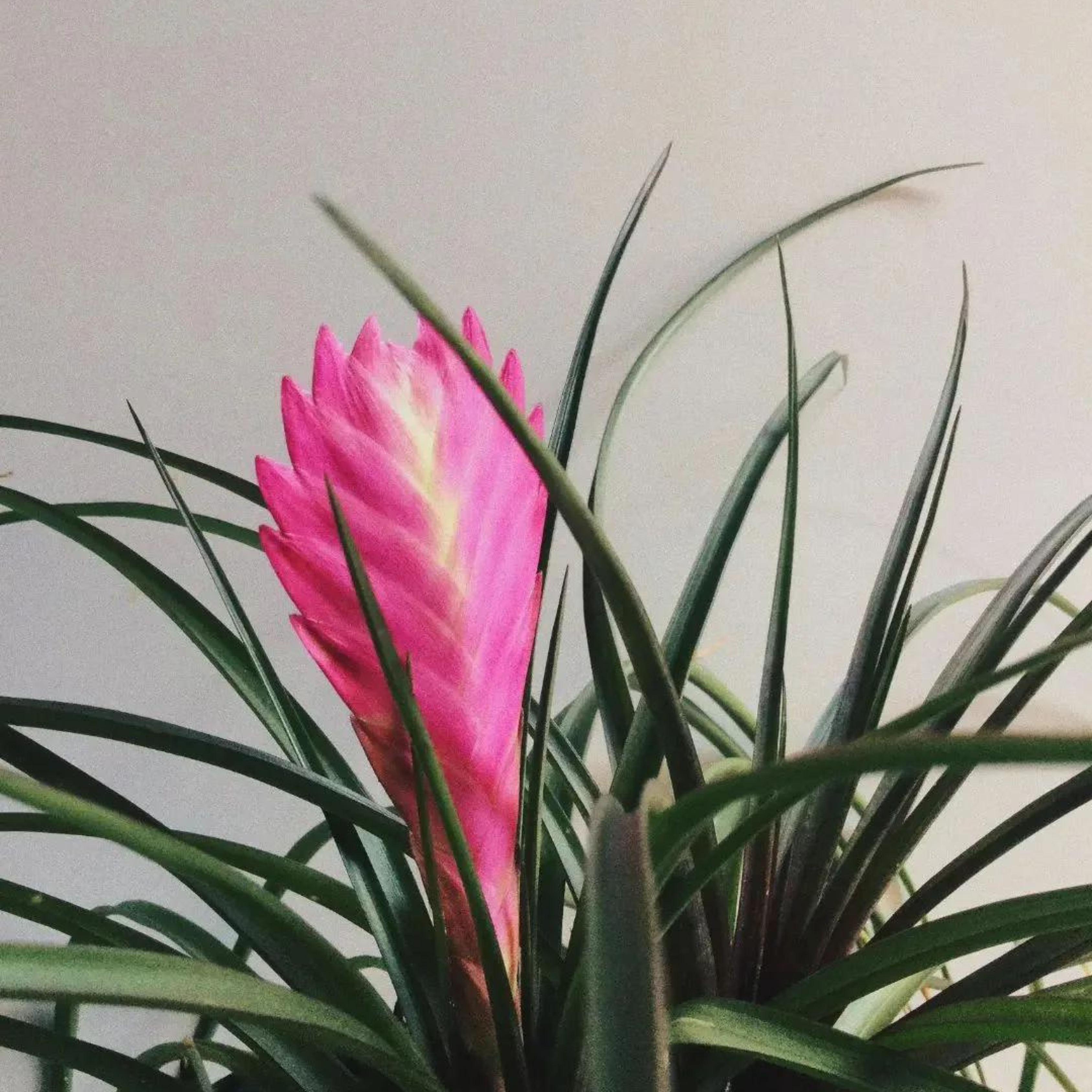 Tillandsia Pink Quill (Wallisia Cyanea) Live Plant