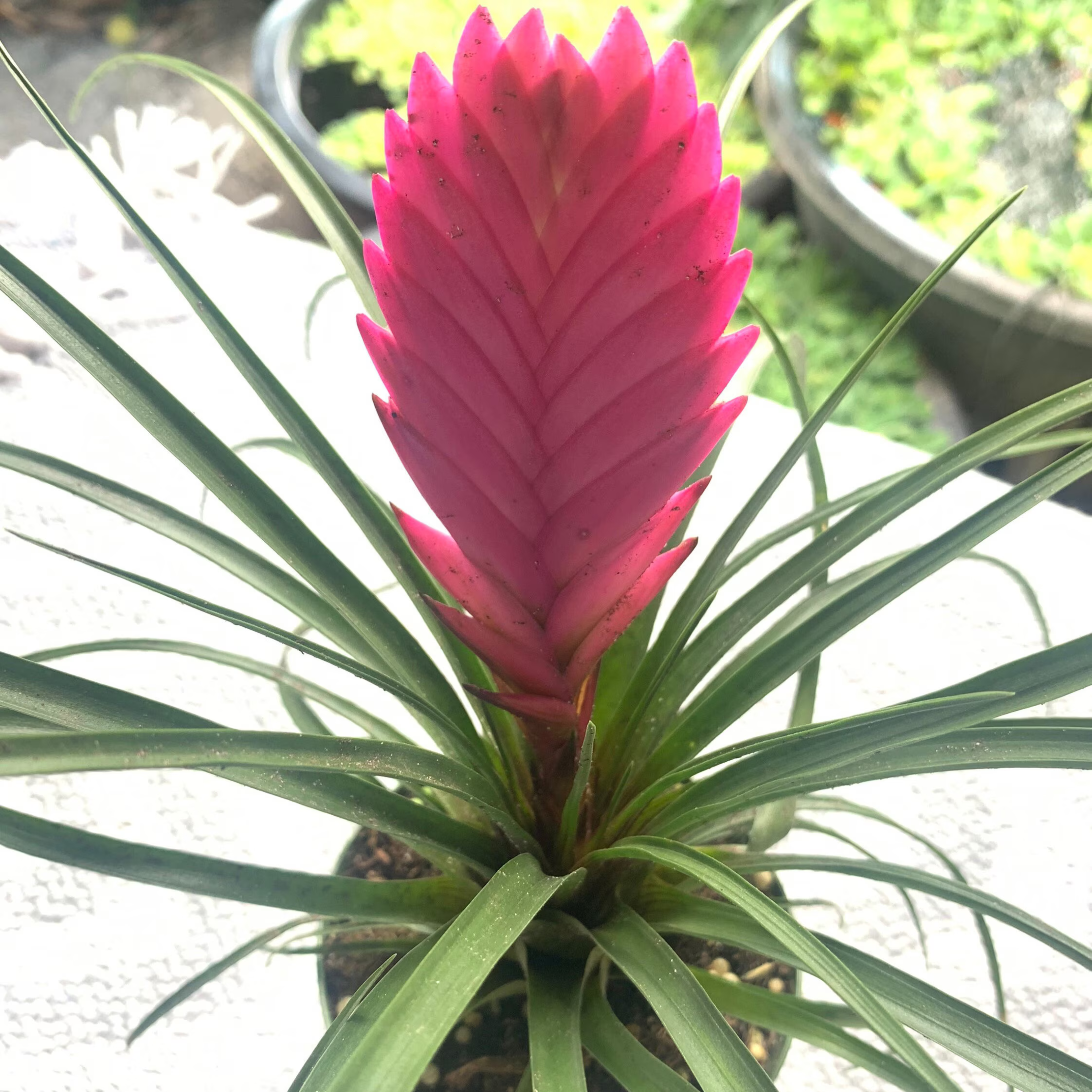 Tillandsia Pink Quill (Wallisia Cyanea) Live Plant