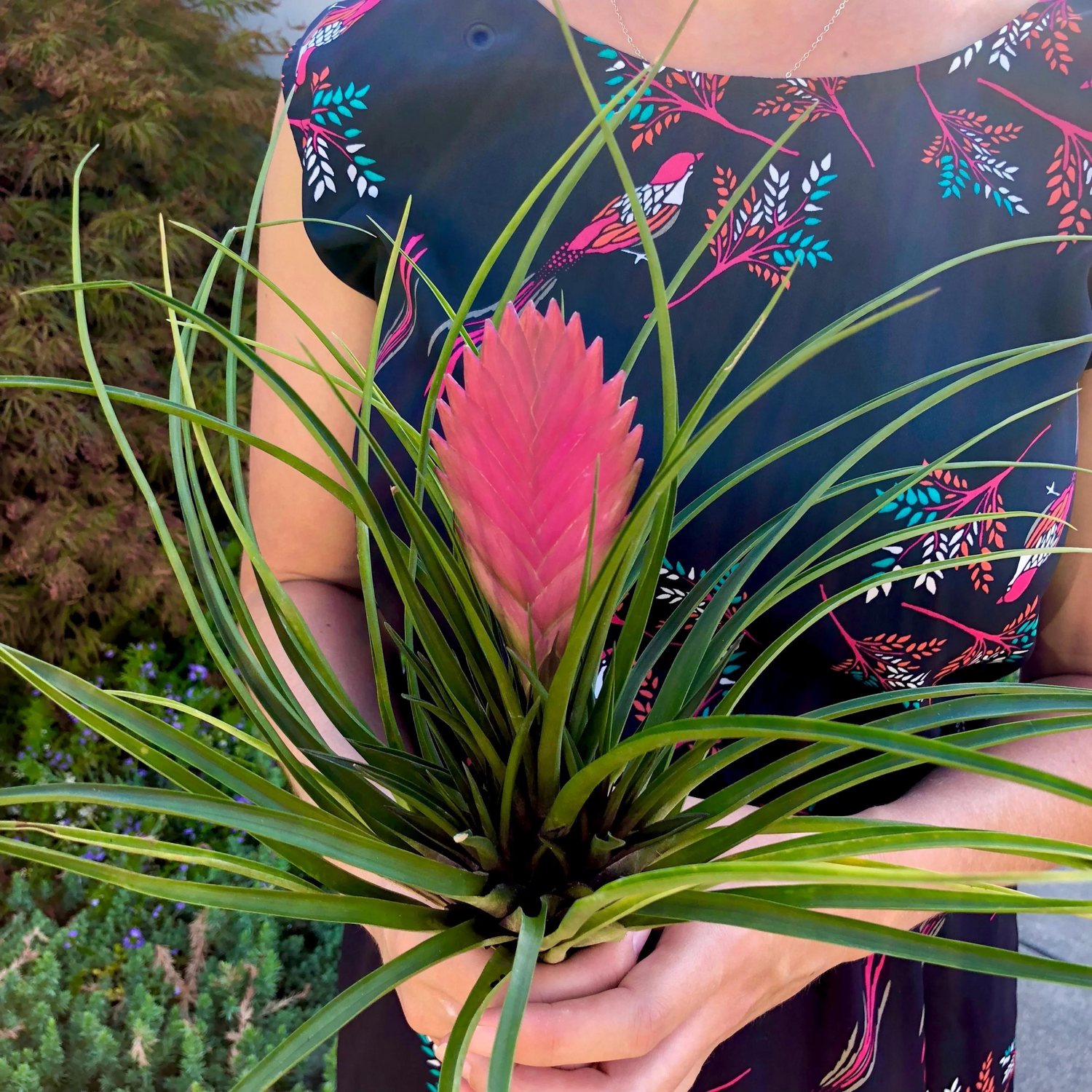 Tillandsia Pink Quill (Wallisia Cyanea) Live Plant