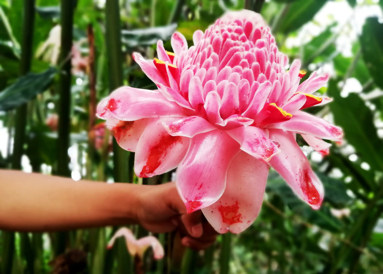 Pink Torch Ginger Flowering Live Plant