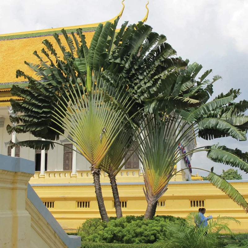 Traveller's Palm Live Plant