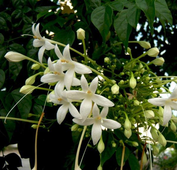 Indian Cork Tree (Millingtonia hortensis) Fragrant Live Plant