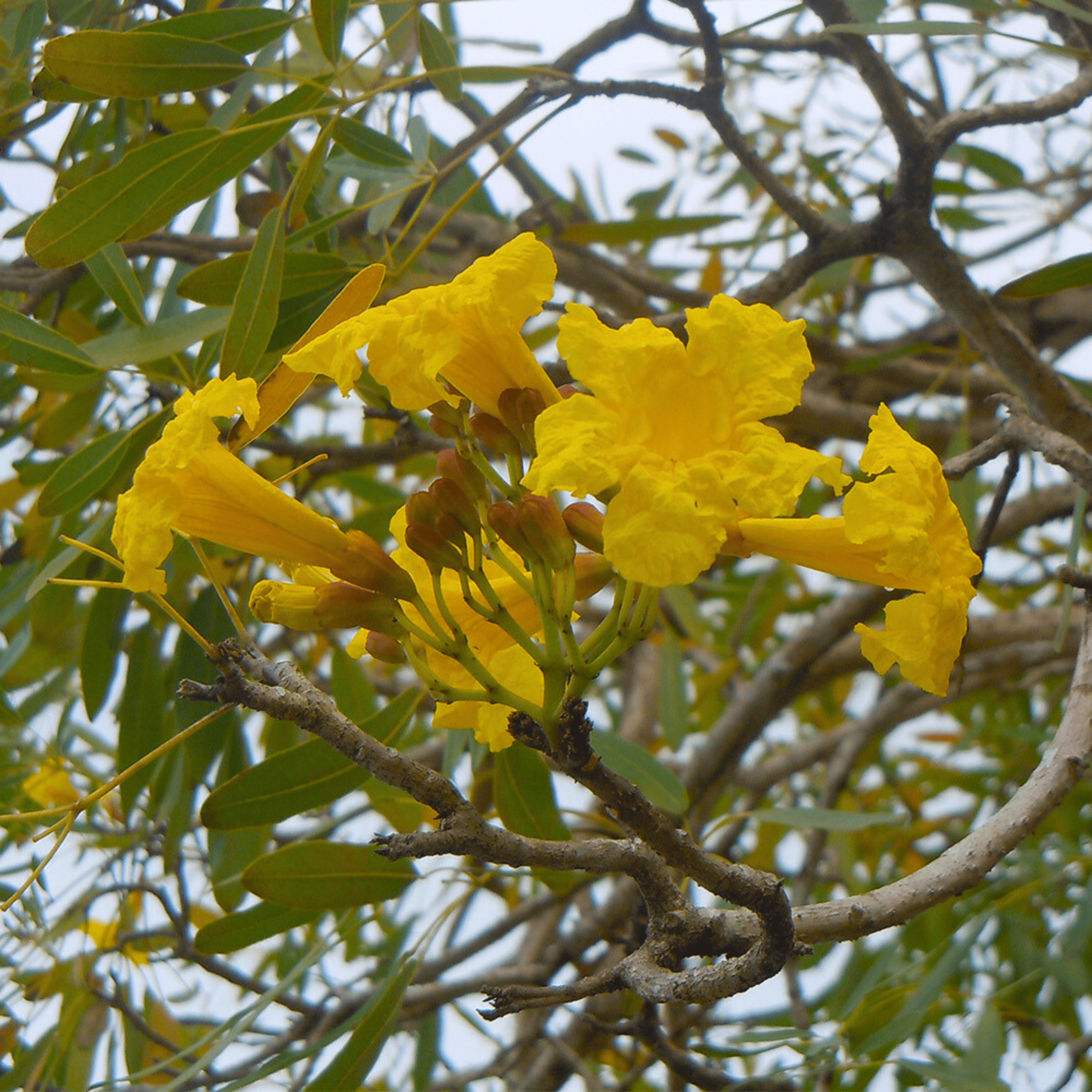Tree of Gold/Silver Trumpet Tree (Tabebuia aurea) Live Plant