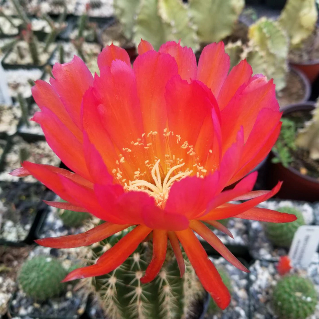 Trichocereus Grandiflorus Cactus