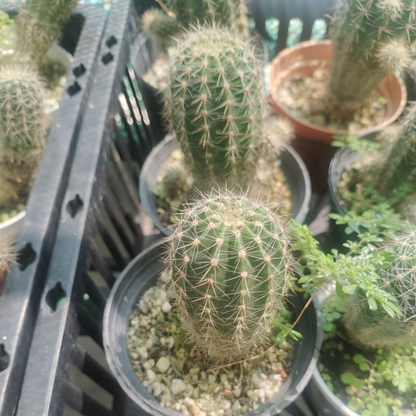 Trichocereus Grandiflorus Cactus