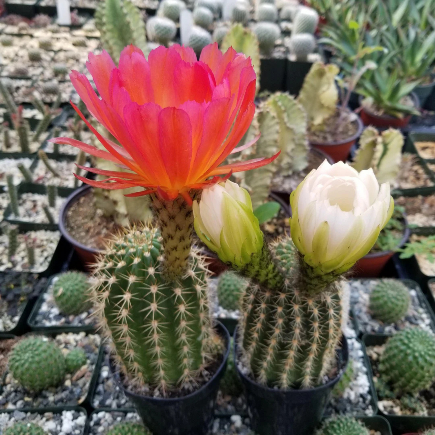 Trichocereus Grandiflorus Cactus