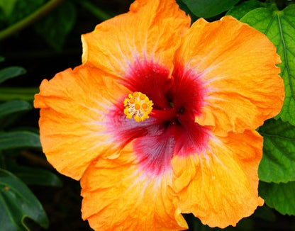 Fiesta Hibiscus All Time Flowering Live Plant with Flower