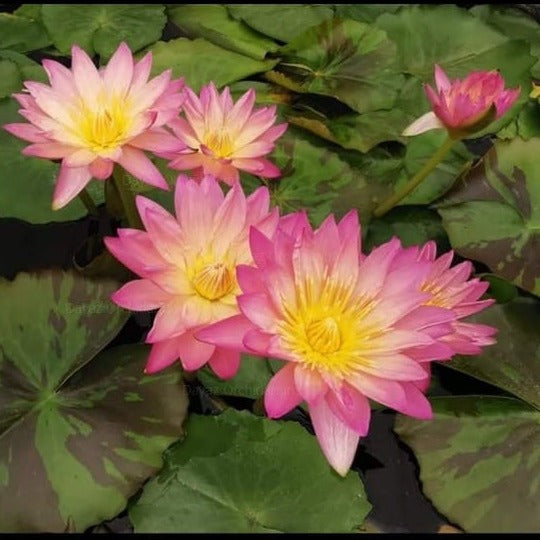 Tropical Sunset (Tropical Water Lilly)