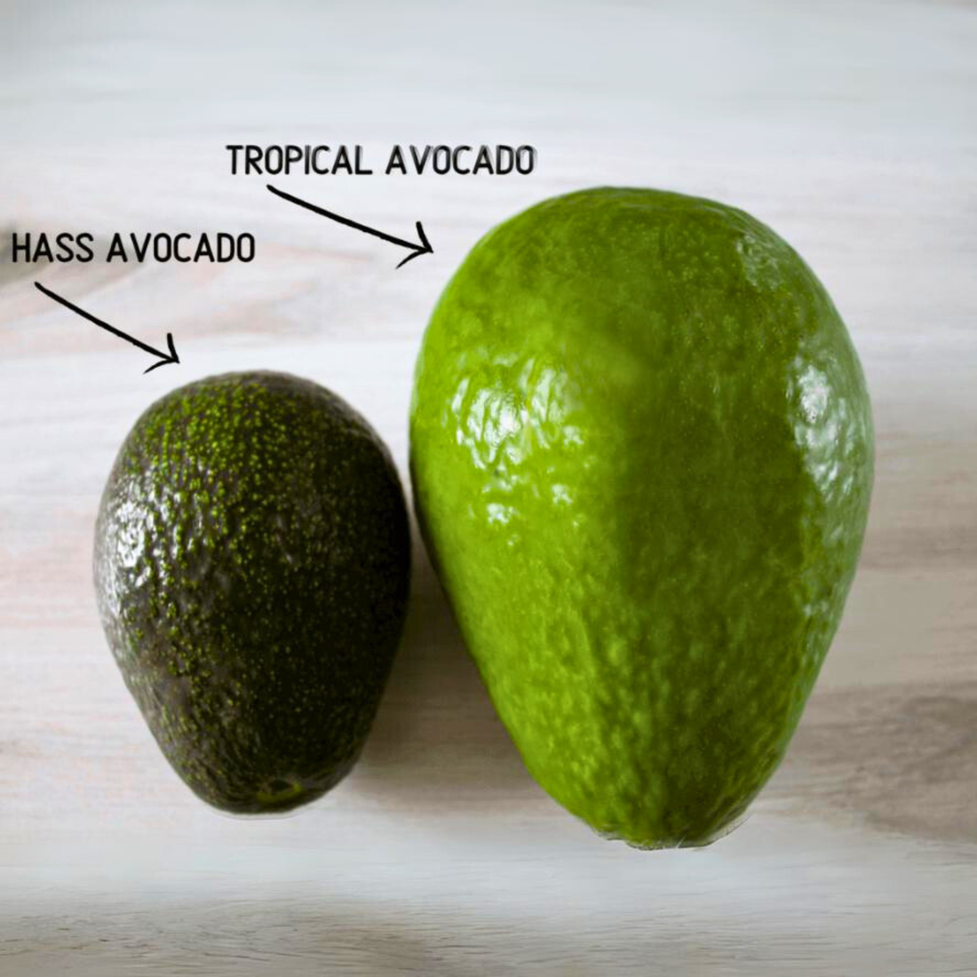 Tropical Avocado Grafted (Persea americana) Live Plant