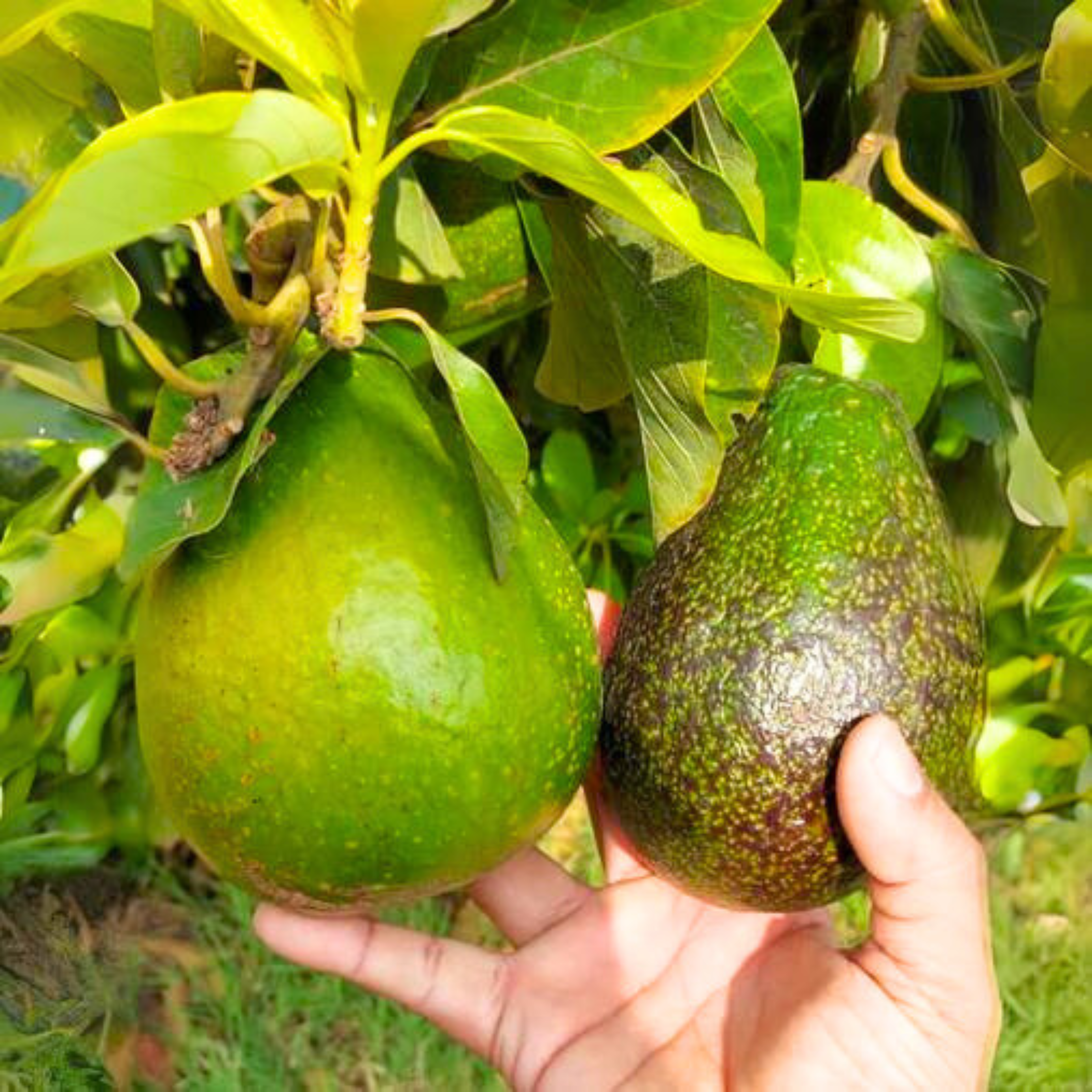 Tropical Avocado Grafted (Persea americana) Live Plant