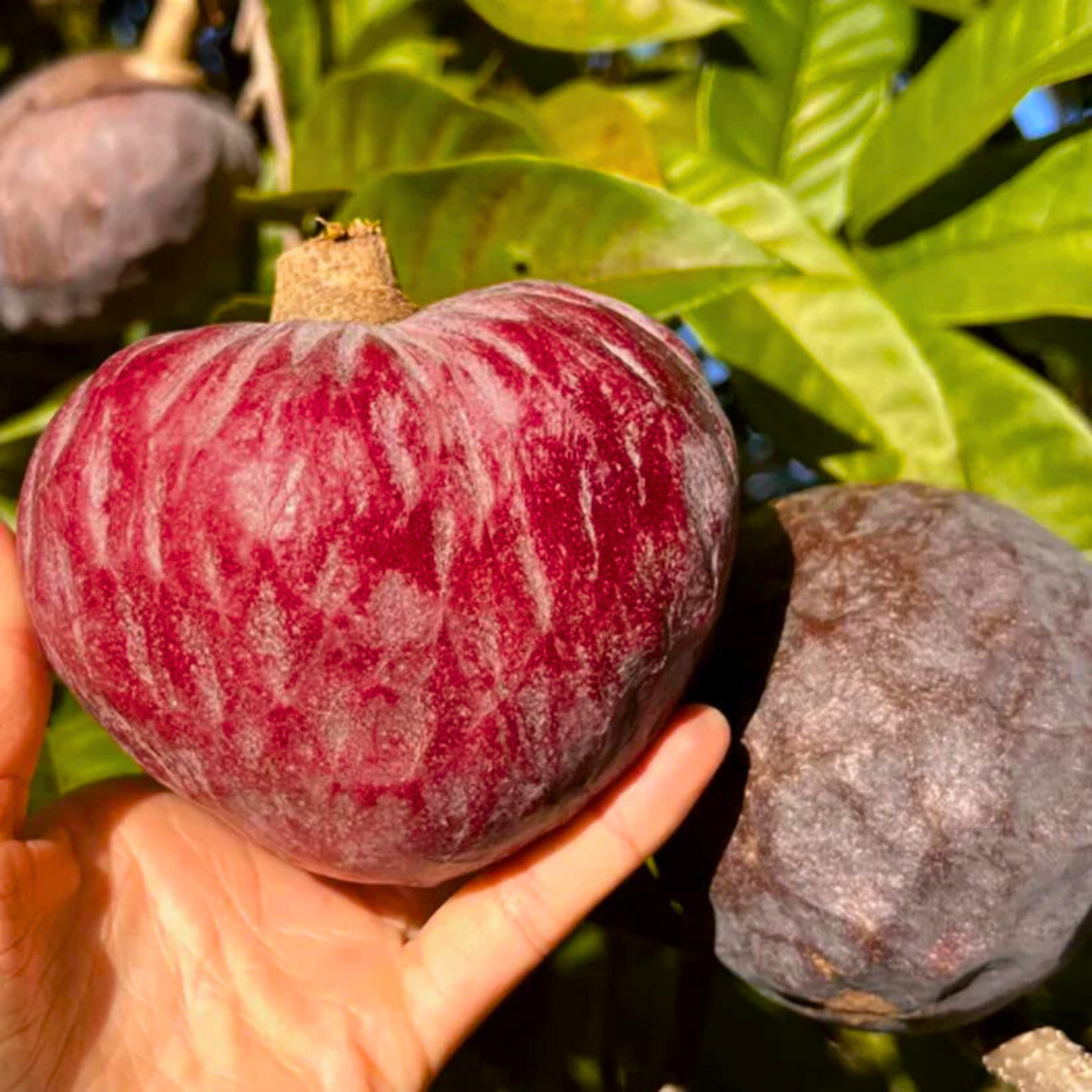 Tropical Red Cherimoya (Annona reticulata) Fruit Live Plant