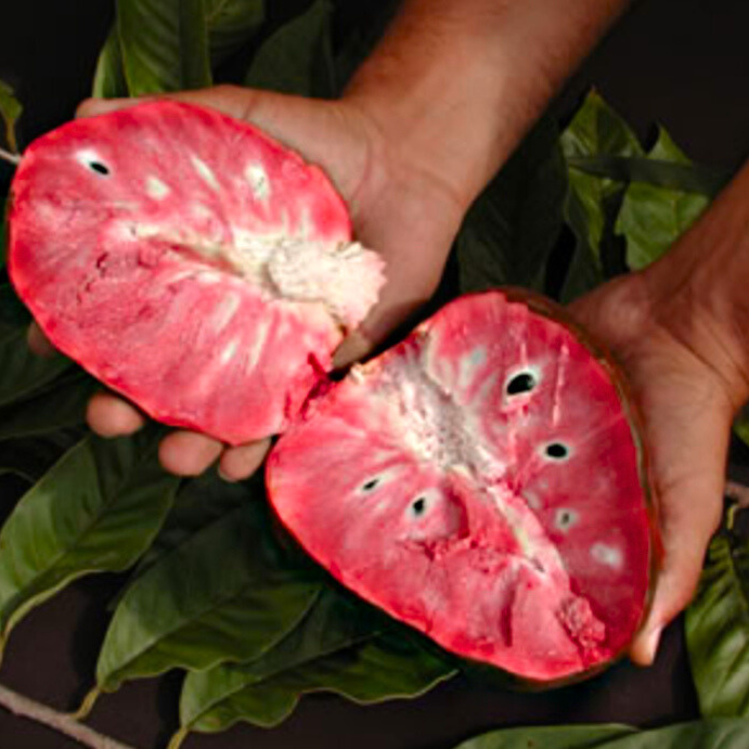 Tropical Red Cherimoya (Annona reticulata) Fruit Live Plant