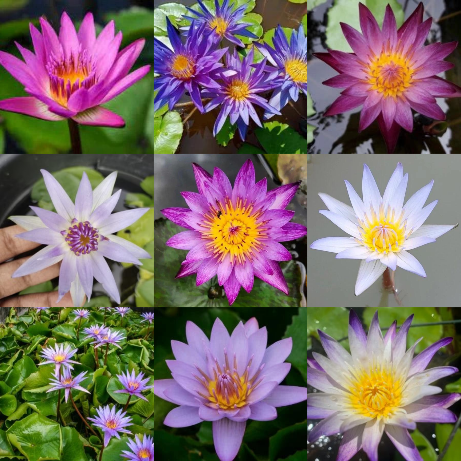 Tropical Waterlily 10 Plants Combo