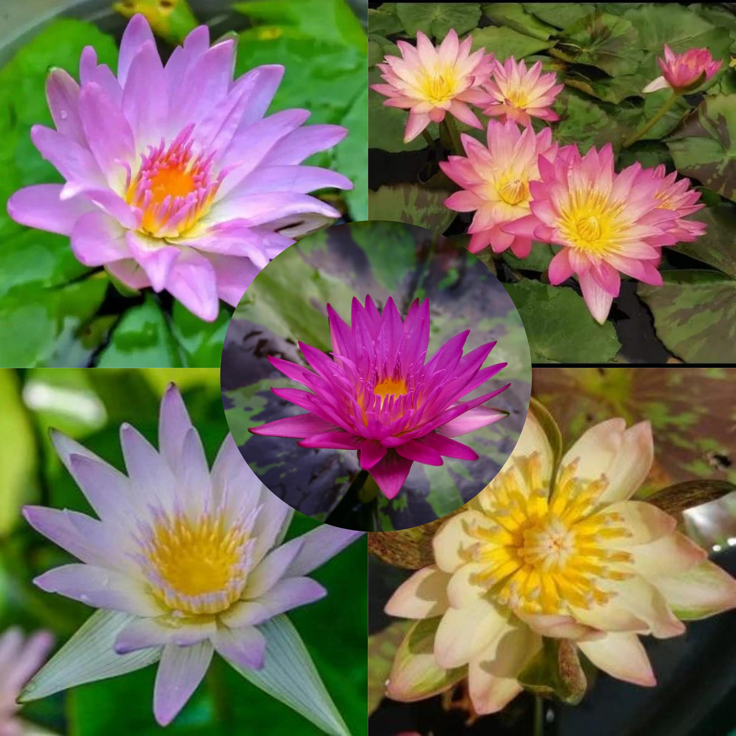 Tropical Waterlily 5 Plants Combo