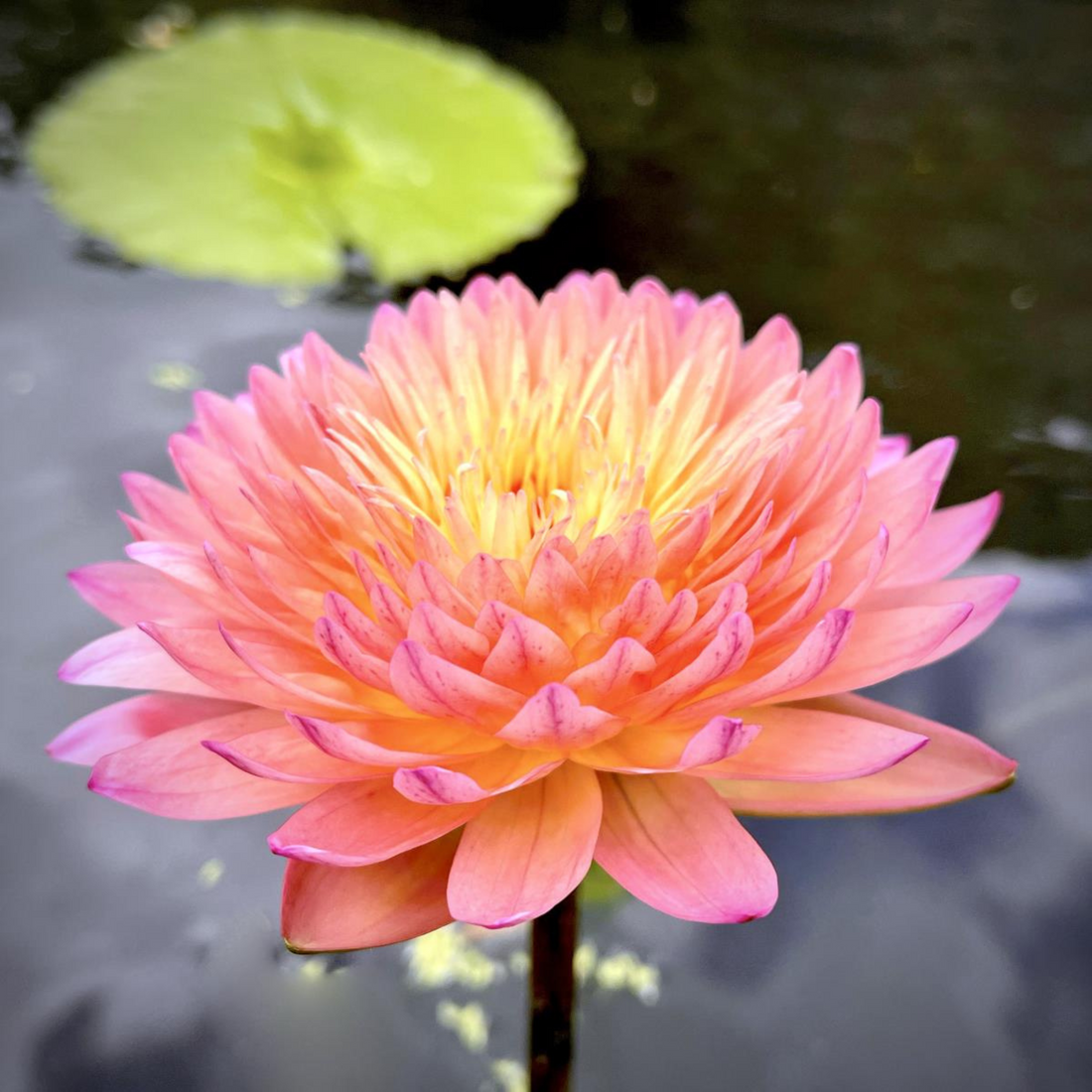 Water Lily