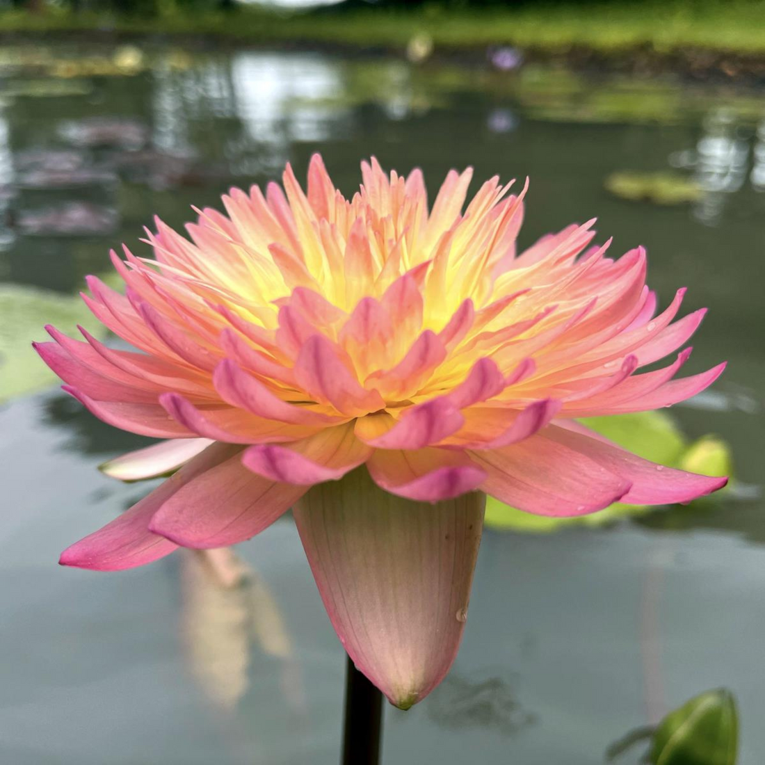 Tropical Waterlily Hassabadin