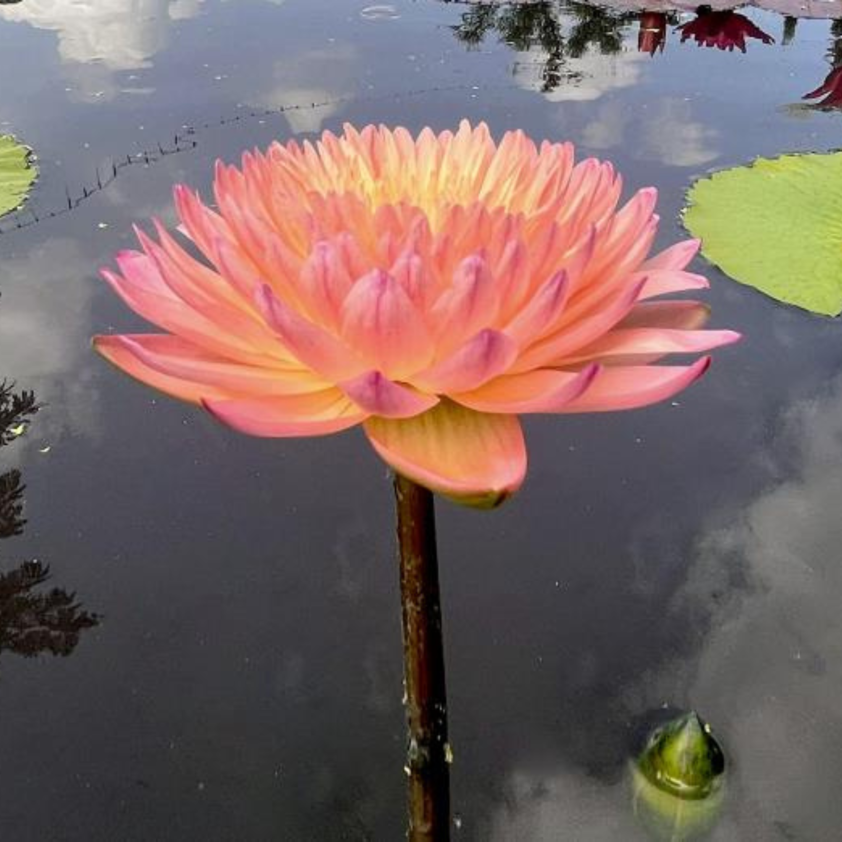 Tropical Waterlily Hassabadin