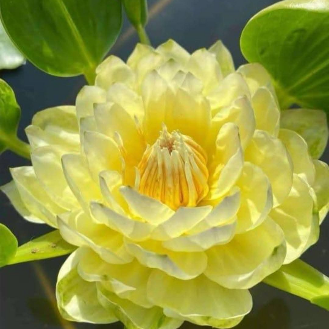 Tropical Waterlily Thongtara