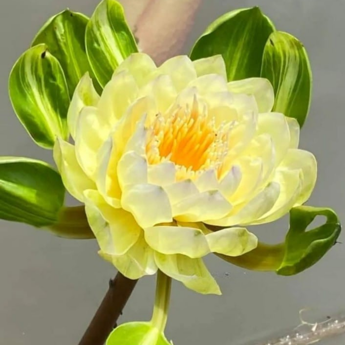 Tropical Waterlily Thongtara