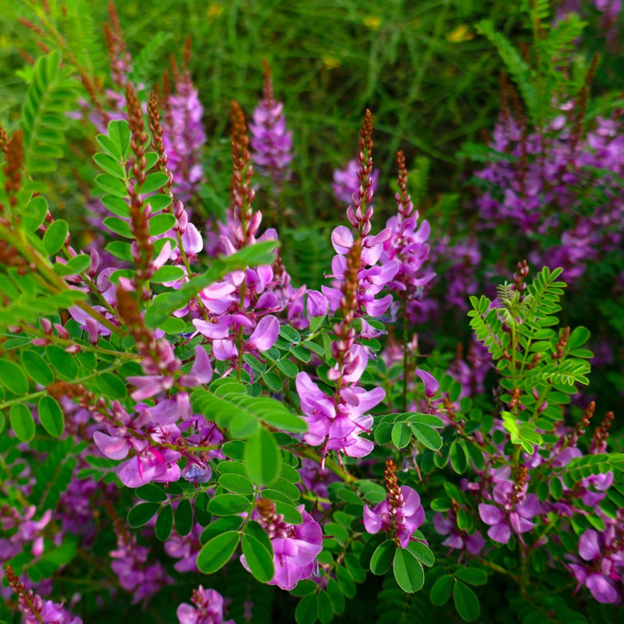 Indigo/ Neela Amari (Indigofera tinctoria) Live Plant