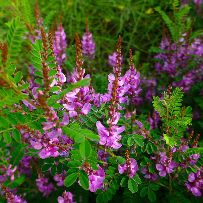 Indigo/ Neela Amari (Indigofera tinctoria) Live Plant