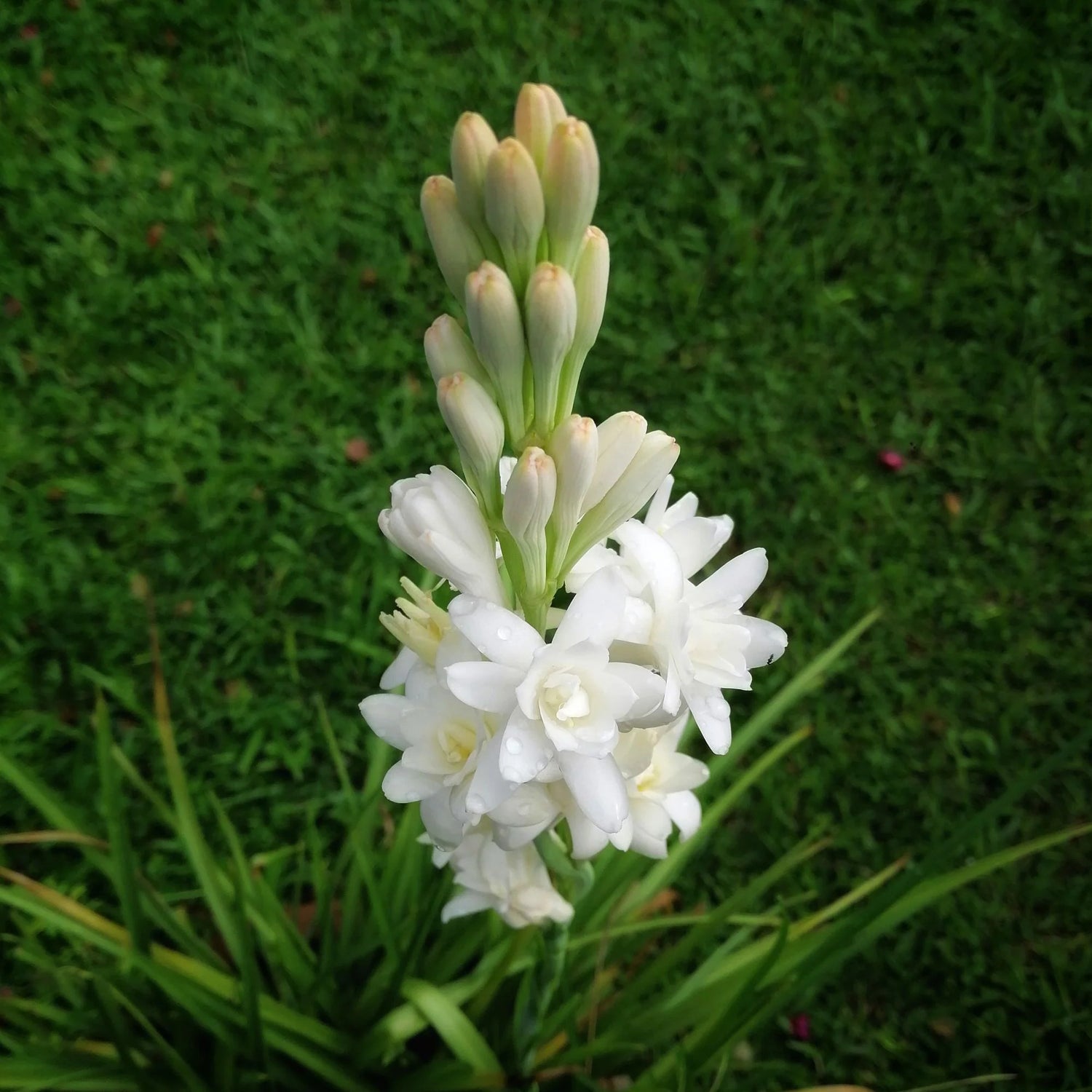 Tuberose (Sampangi) All Time Flowering Fragrant Live Plant - Multi Petal