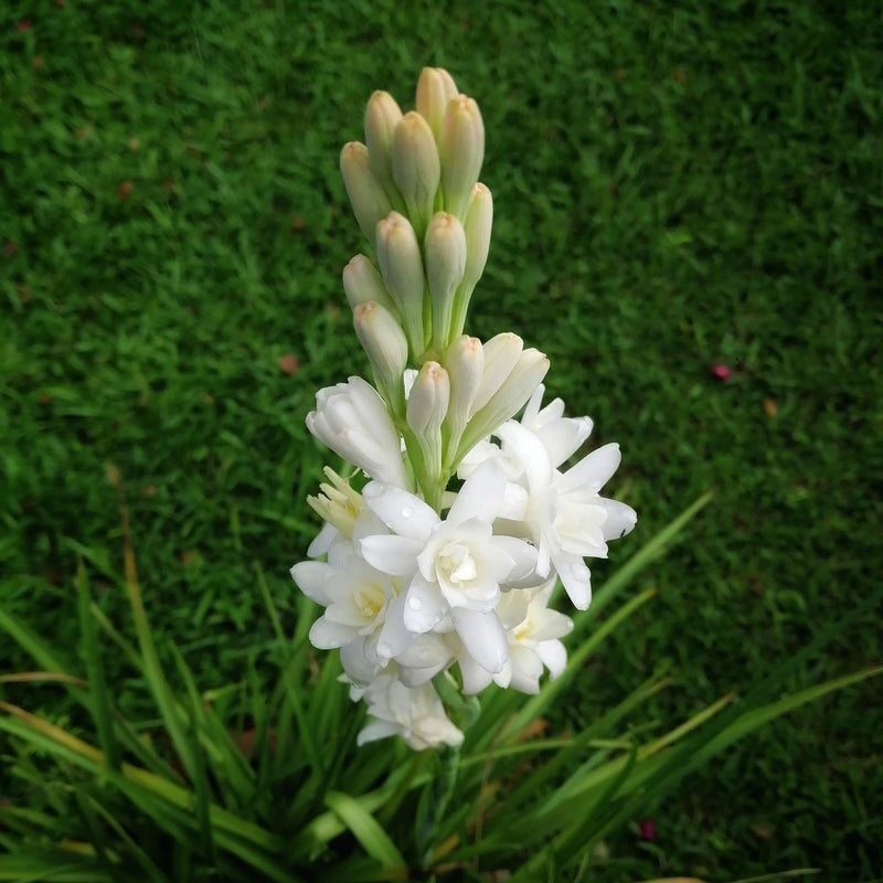 Tuberose (Sampangi) All Time Flowering Fragrant Live Plant - Multi Petal
