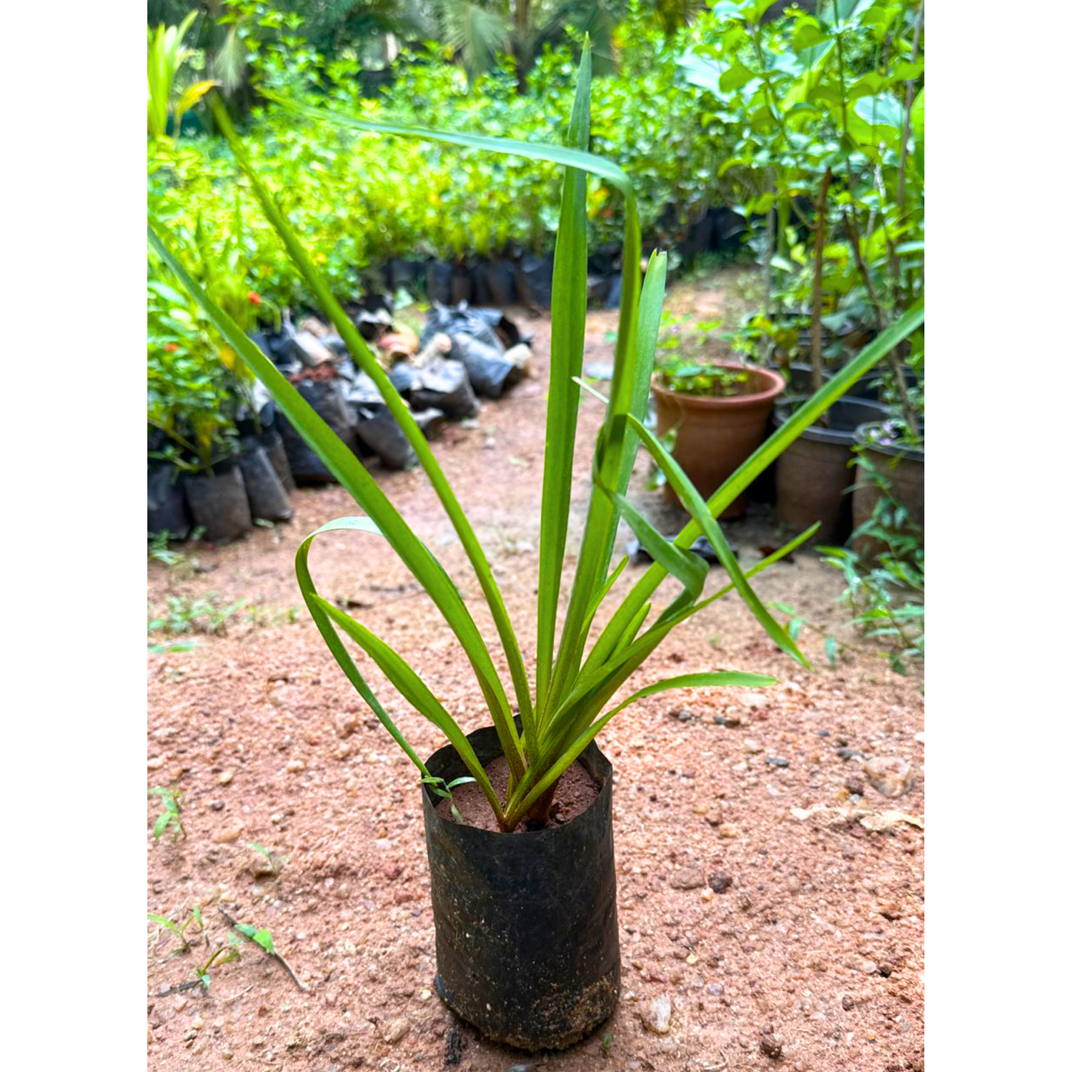 Tuberose (Sampangi) All Time Flowering Fragrant Live Plant - Multi Petal