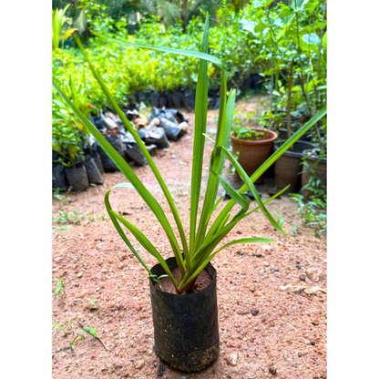 Tuberose (Sampangi) All Time Flowering Fragrant Live Plant - Multi Petal