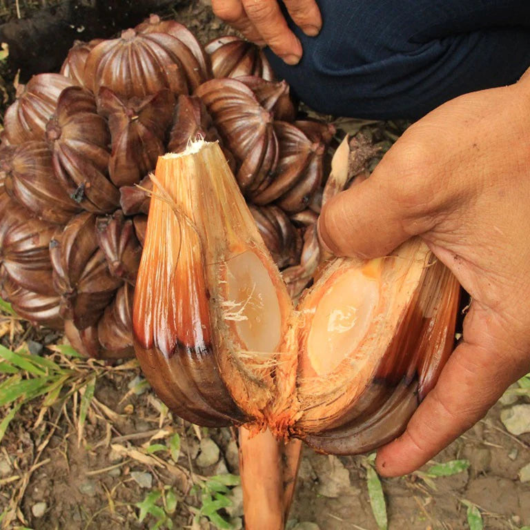 Nipa Palm Live Plant (Nypa Fruticans)