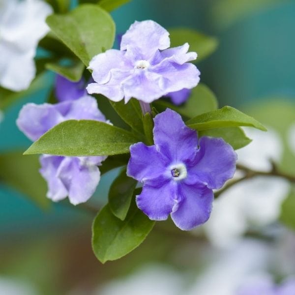 Yesterday Today Tommorrow (Brunfelsia pauciflora) Flowering Live Plant