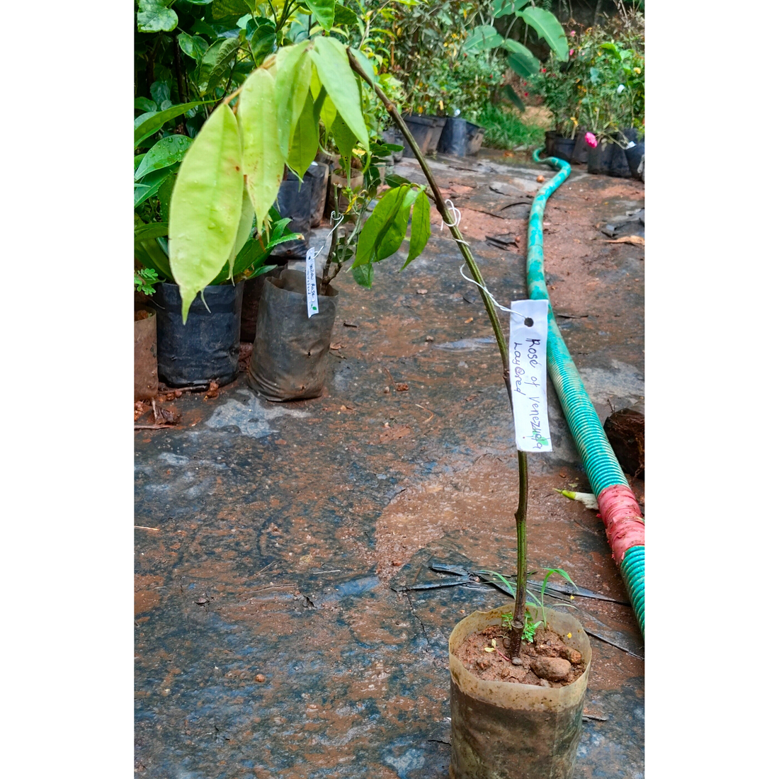 Rose of Venezuela Layered Live Flowering Plant (Brownea)